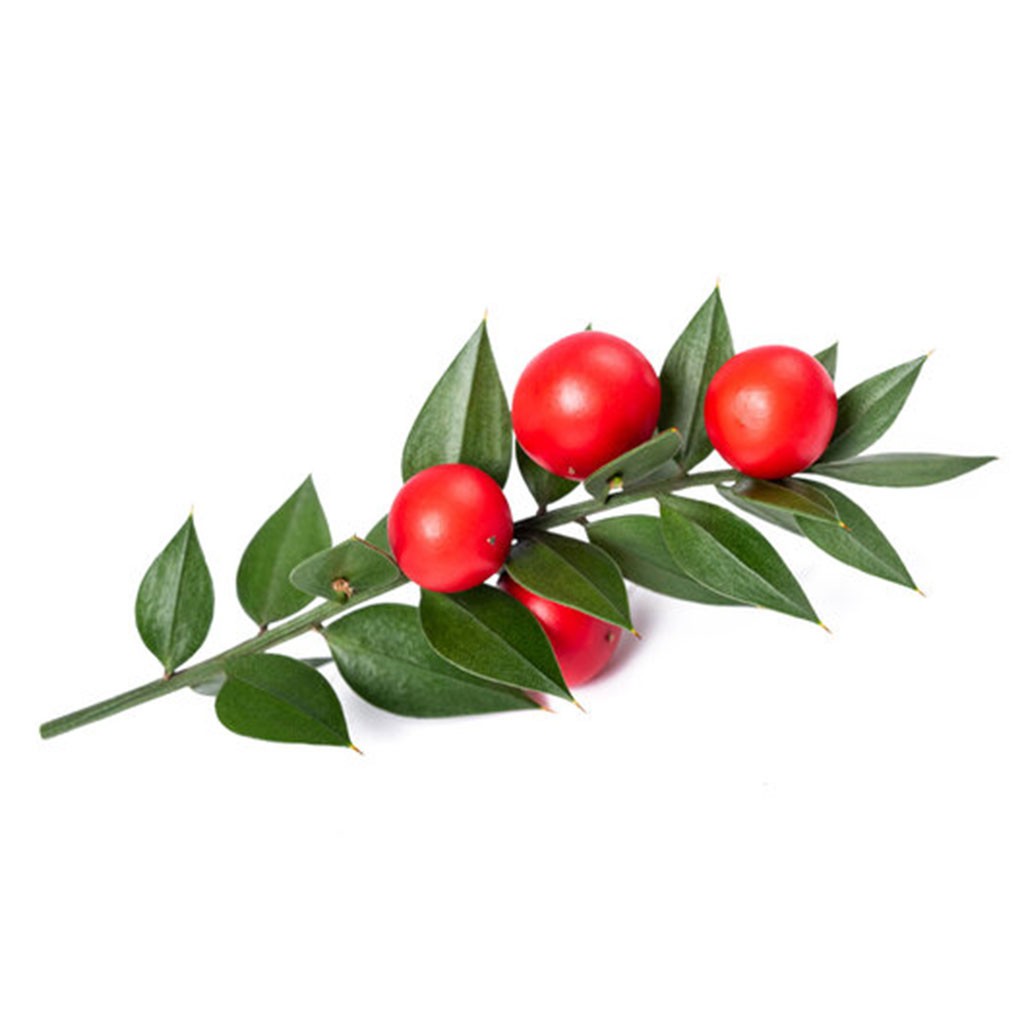 Butcher's Broom (Ruscus aculeatus)
