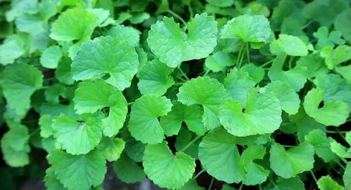 Gotu Kola (Centella asiatica)