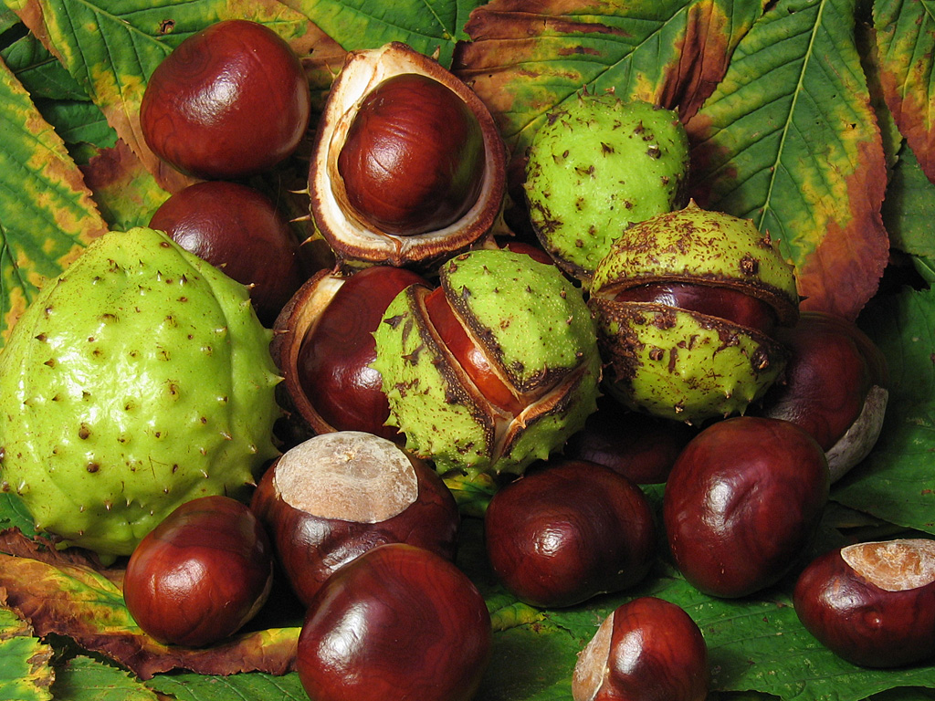 Horse Chestnut (Aesculus hippocastanum)